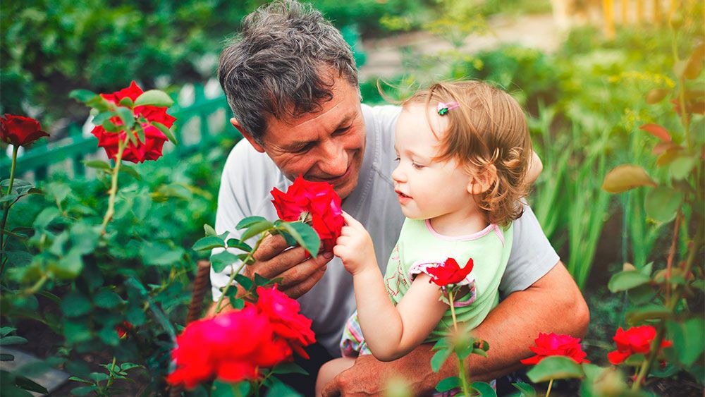Billede til nyheden Skal bedstemor komposteres og spredes blandt roserne?